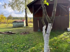 Białe pnie to nie ozdoba. Zimą chronią drzewa przed groźnym problemem