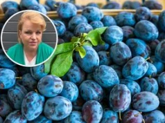 Bosacka porównała śliwki z energetykami. "Poprawiają nam nastrój"