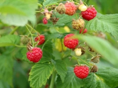 Plaga kradzieży na polach. Złodzieje ogałacają plantacje wynosząc setki kilogramów malin
