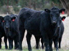304 sztuki bydła Angus przyleciały z Australii do Kazachstanu. Będzie jeszcze 10 takich transportów