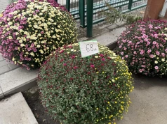 Gorączka zakupów przed Wszystkimi Świętymi. Oto aktualne ceny kwiatów