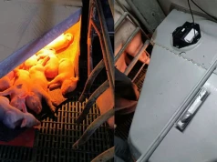 90 kojców i 27 dni obserwacji. Mniejsze zużycie energii i poprawa przeżywalność prosiąt