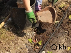 Ten darmowy nawóz leży teraz w niemal każdym ogrodzie. Wiele osób się go pozbywa