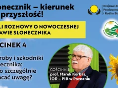 Choroby i szkodniki słonecznika: na co szczególnie zwracać uwagę?
