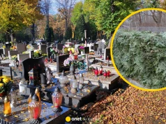Dekoracje na 1 listopada pod lupą leśników. Grozi kara nawet do 5 tys. zł