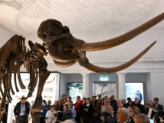 Nowa wystawa w PAN Muzeum Ziemi – ze szkieletem 4-metrowego słonia leśnego