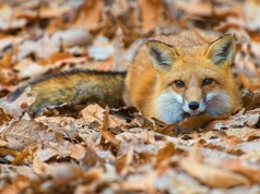 Pogoda na środę | Chwilowy powiew wysokiej temperatury