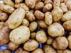 Susza i upały obniżyły plony ziemniaków. Zbiory spadną do 10,4 mln ton