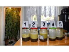 Pilanin miał plantację konopi i 3,5 kg masła z THC!
