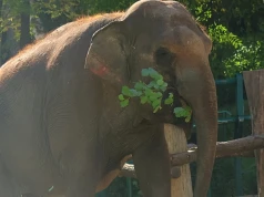 Słonica Wiki wyjeżdża z gdańskiego zoo