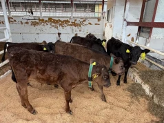 Rolnik ma 240 krów i zaczął krzyżować je z Wagyu. Teraz więcej zarabia na cielętach
