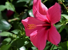 Hibiskus w ogrodzie przed zimą potrzebuje kilku prostych zabiegów. Listopad to dobry moment, żeby o niego zadbać