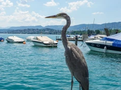 Ornitolodzy chwycili za lornetki. U nas pospolita, za oceanem ewenement
