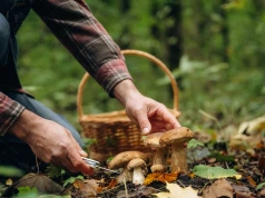 Jak znaleźć grzyby w lesie? Natura daje cenne wskazówki