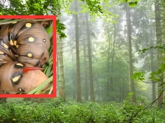 Leśnicy pokazali niezwykłe zdjęcia. "Wygląda jak miniaturowy smok"