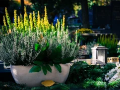 Wszyscy kupują chryzantemy, a te rośliny wytrzymają na cmentarzu aż do zimy