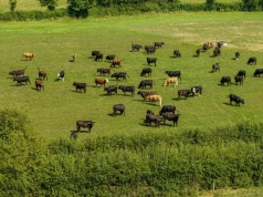 30 tys. hektarów i 6530 sztuk bydła sprzedane za 90 mln zł. A chcieli znacznie więcej