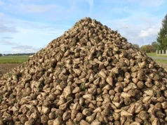 Ceny cukru mocno odbiły. To ważny sygnał dla plantatorów buraka