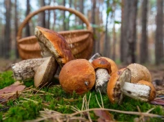Brak grzybów w lasach? Nie dla nich. Rumuńskie busy wyjeżdżają z Podkarpacia pełne skrzynek