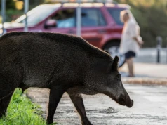 Odstrzału ma nie być. Miasto chce poletek uprawowych i żerowisk