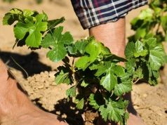 Liście kończą sezon, a korzenie mogą jeszcze rosnąć. Kiedy sadzić winorośl?