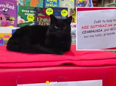 W księgarni w Olecku schronienie znalazł bezdomny kot. Apel właścicieli poruszył internautów