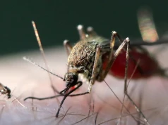 Wirus Shamonda po raz pierwszy wykryty u człowieka. Pacjent z Francji nie żyje