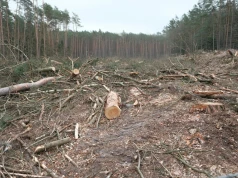 Google nielegalnie wycięło 400 tys. drzew w Finlandii pod AI. Mieszkańcy oburzeni