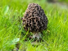 Nazywają je leśnym złotem. Kilogram może kosztować 2,5 tys. zł