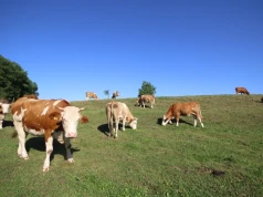 Wirus Shamondy po raz pierwszy zabił człowieka. Nowe zagrożenie w hodowli bydła