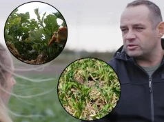 Ubezpieczenie upraw rolnych po zmianach. Ekspert wyjaśnia, na co zwrócić uwagę