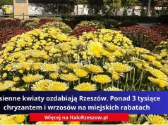 Jesienne kwiaty ozdabiają Rzeszów. Ponad 3 tysiące chryzantem i wrzosów na miejskich rabatach