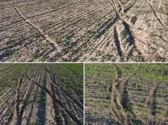 Rolnik zobaczył ślady w rzepaku. Szybko wyszło na jaw, że zniszczyli mu aż 6 pól