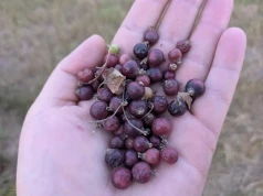 Pomoc za czerwcowe upały. Nawet 1000 zł na hektar, ale nie dla wszystkich