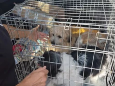 Psy odebrane w Kowalach. Animals kontra sołtys