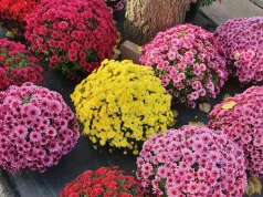 Zajrzyj pod chryzantemę, zanim ją kupisz. Test florysty nigdy nie zawodzi