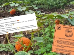 Lubuskie: w środku lasu wyrosły dynie, leśnicy przypominają, że las to nie kompostownik