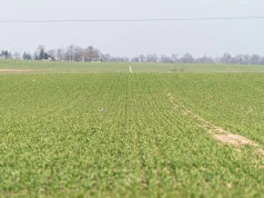 Rolnicy mogą składać wnioski o pomoc za szkody w uprawach