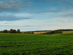 Miedź i siarka przed zimowymi stresami. Jak przygotować plantację jesienią?