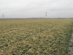 Zaorał 10 ha jęczmienia, rzepak ledwo przetrwał. Pomoc z ARiMR ruszyła, ale nie dla niego