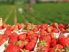 Wszystko jasne – wiemy, kto wygrał aminokwasy w konkursie AGRO-SORB i jagodowe.pl!