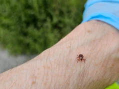 Zachorowania rosną, szczepienia są płatne. Resort tłumaczy. Sam wzrost chorych nie wystarczy