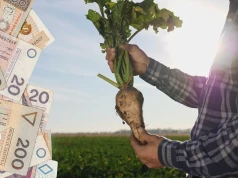 Cukier drożeje o 40%, a koncerny tną ceny za buraki cukrowe. „Strata 3500 zł na hektarze”
