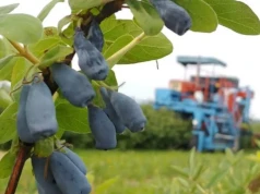 Wykarczował 70 proc. plantacji, choć chciał na niej zarabiać. Dziś sprzedaje owoce dwa razy drożej
