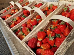 Jabłka i gruszki tanieją, a maliny kosztują nawet 50 zł/kg