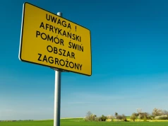 ASF wtargnął na fermę mimo najwyższej bioasekuracji. Wybito 23 tys. świń