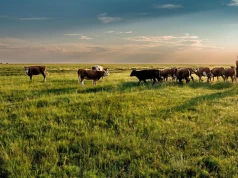 Ponad 14 tys. hektarów i stado 1000 sztuk bydła. Ogromna farma na sprzedaż