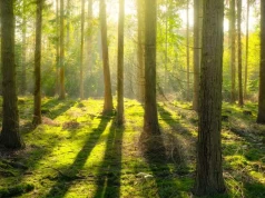 Sadzą lasy, by pochłaniały CO2. Ich zdaniem to głupota