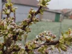 Dopłaty są, ale ubezpieczeń brak. Ci producenci mają problemy z zawarciem polis