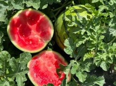 Arbuz zamiast niszy lokalnej? Grójeckie ma prawie 85 ha tej uprawy